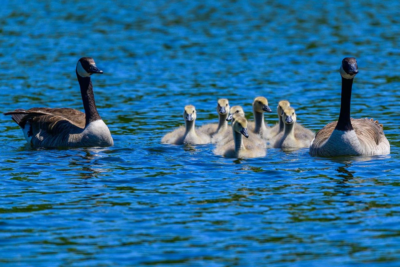 Duck and goose populations booming in Michigan. Other birds? Not